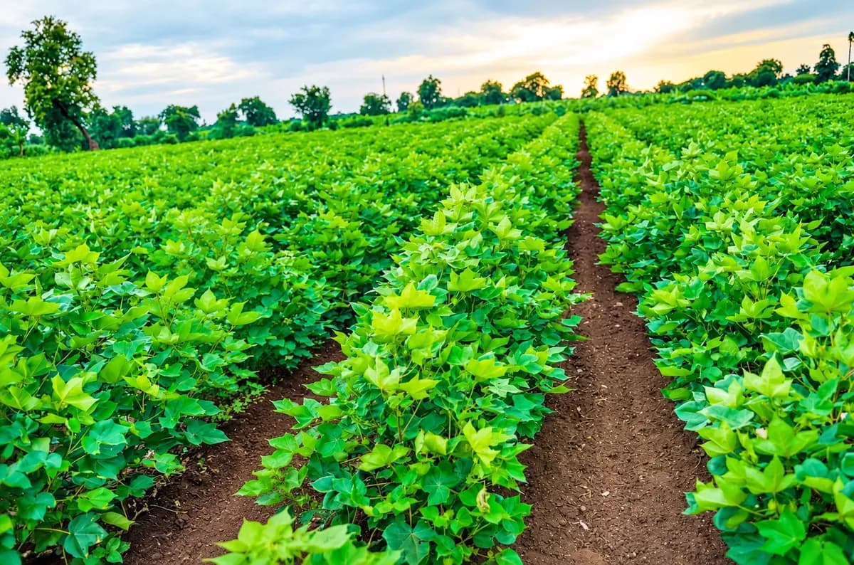 Cotton guide cover - Cotton Boll Shedding: Micronutrient Management for Better Boll Retention